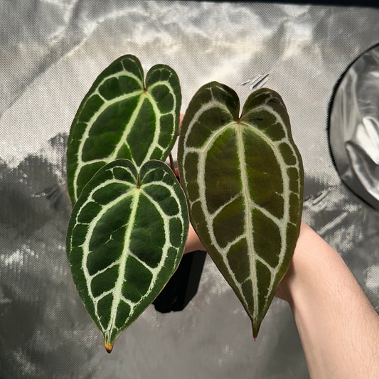 Anthurium ‘Tim’s Black’ x carlablackiae