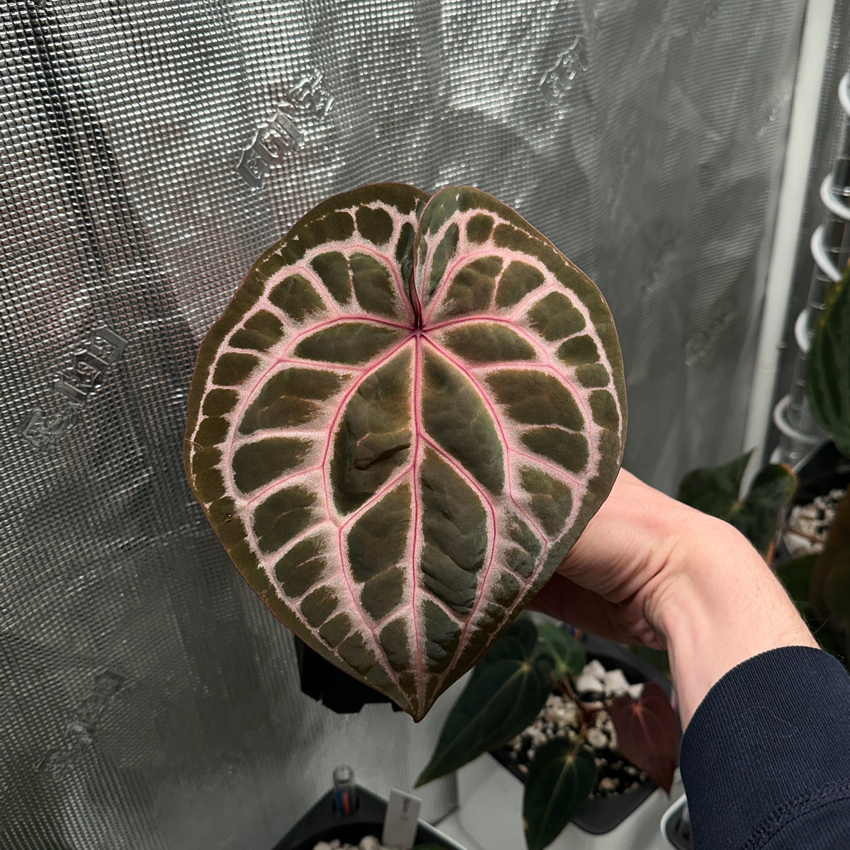 Anthurium red crystallinum purple color division from Tezula