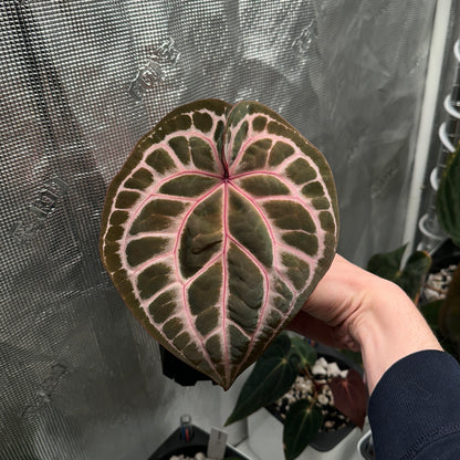Anthurium red crystallinum purple color division from Tezula