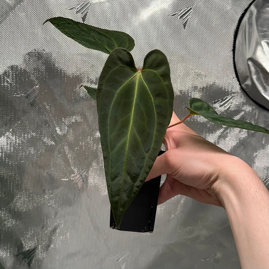 Anthurium besseae aff. x sp. nov. 'DF'