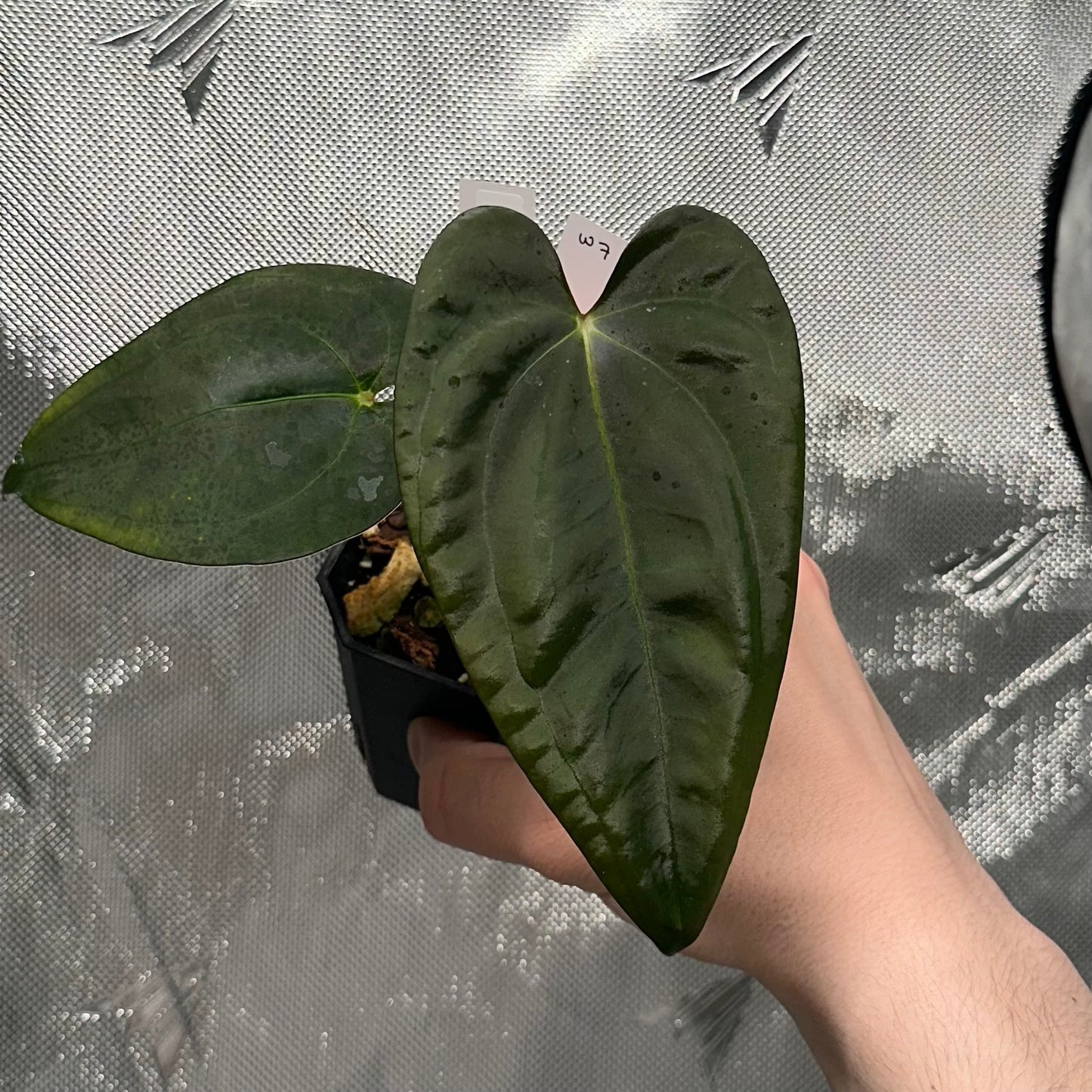 Anthurium papillilaminum (Voldemort S1 x RA6)