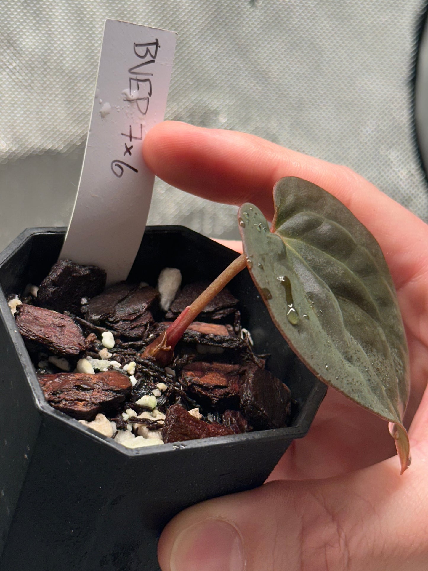 Anthurium antolakii/BVEP (RA7xRA6)
