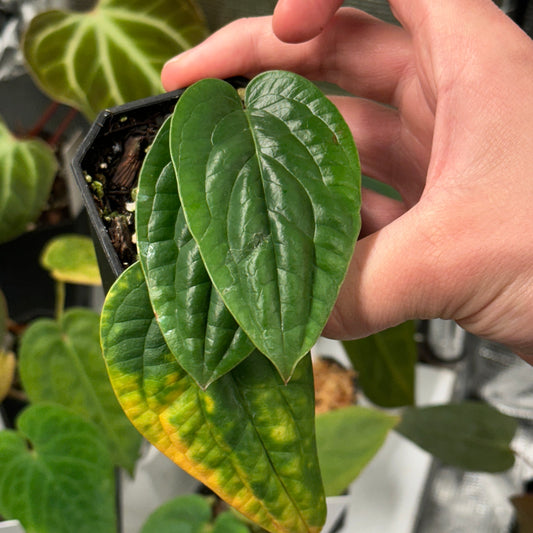 Anthurium radicans
