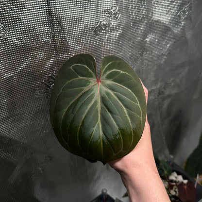 Anthurium 'King of Spades' by HU