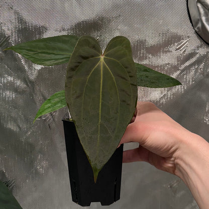 Anthurium papillilaminum 'Voldemort' S1 x sp. nov. 'DF'