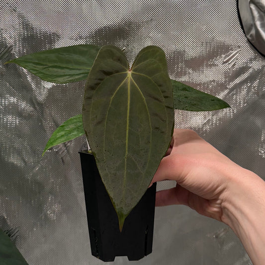 Anthurium papillilaminum 'Voldemort' S1 x sp. nov. 'DF'