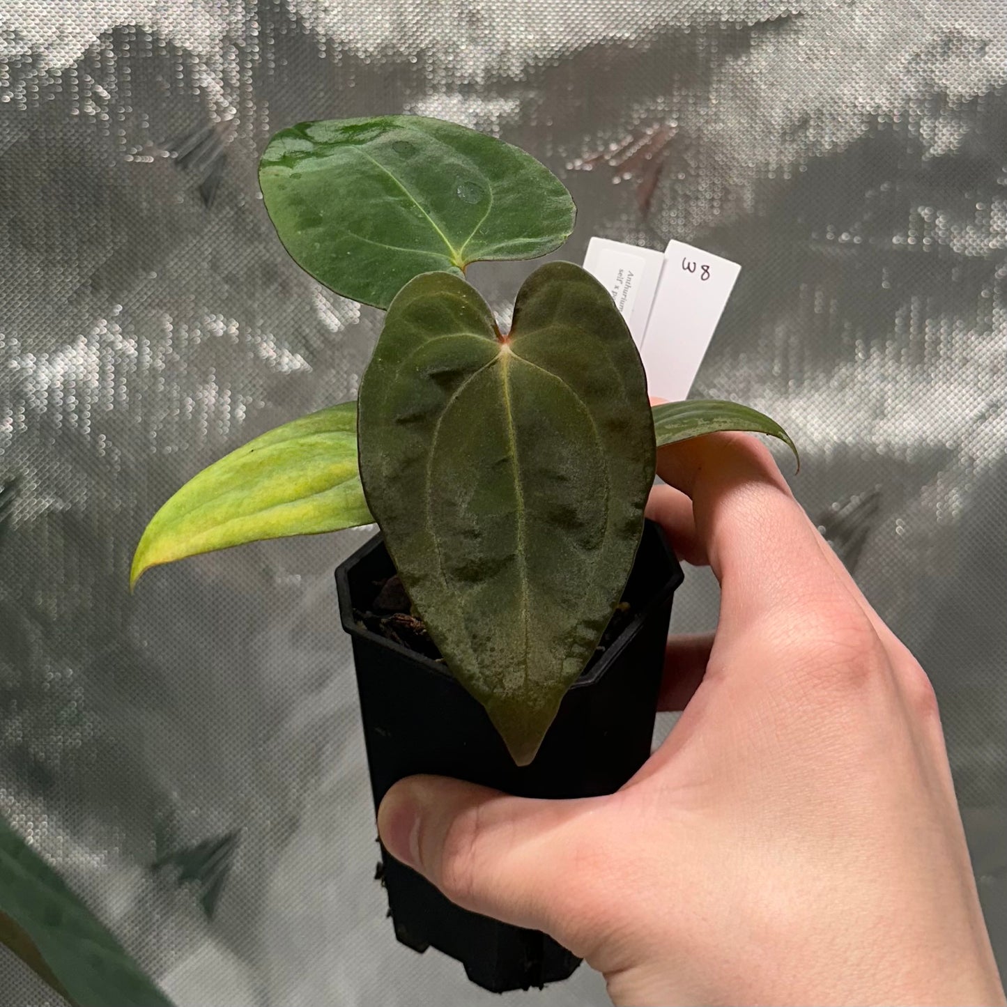 Anthurium papillilaminum (Voldemort S1 x RA6)