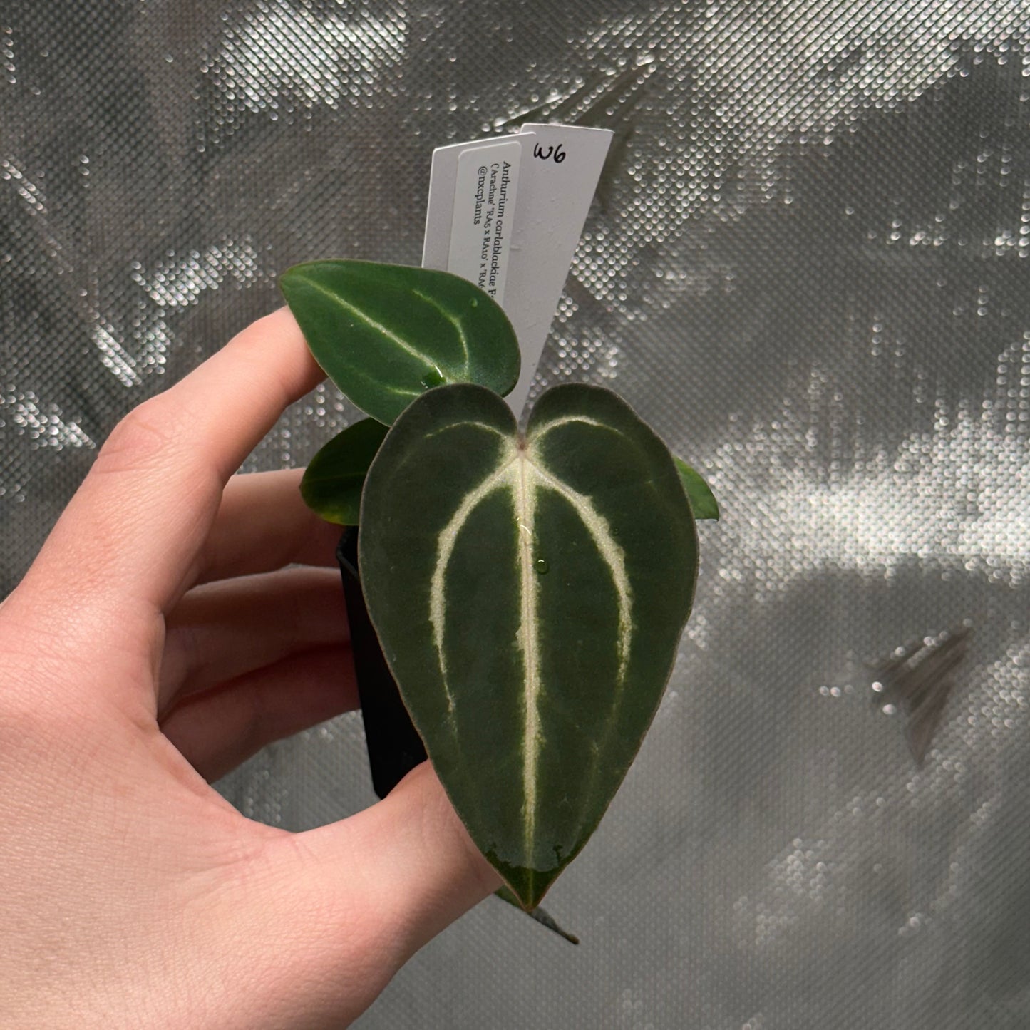 Anthurium carlablackiae ('Arachne' x RA6xRA5)