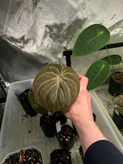 Anthurium 'King of Spades' by HU