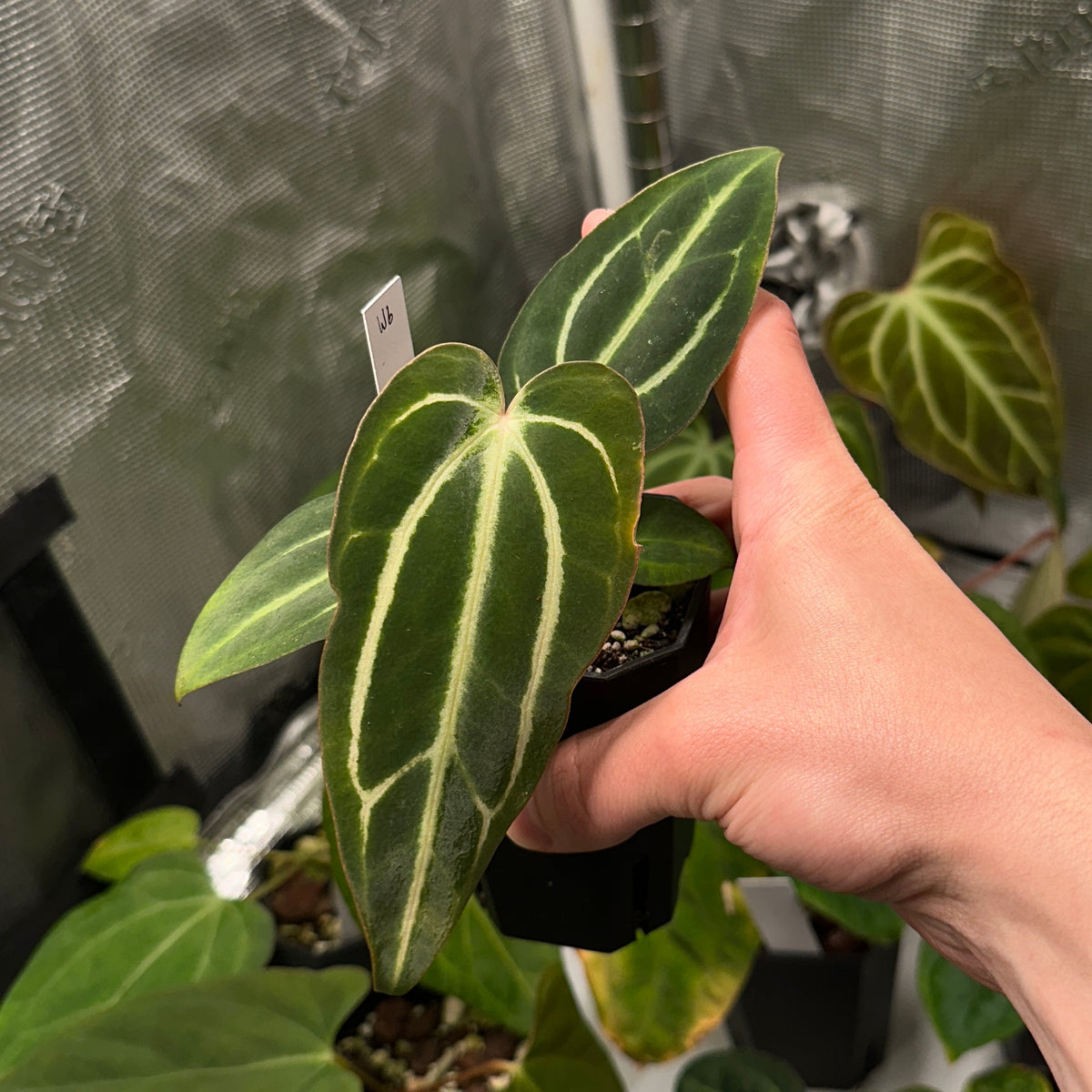 Anthurium carlablackiae ('Arachne' x RA6xRA5)