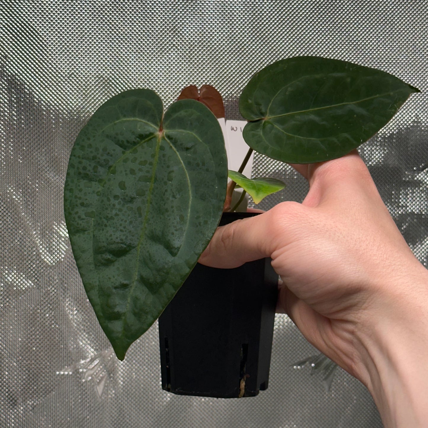 Anthurium 'Hobgoblin' x 'Wonderboy A S1' #1
