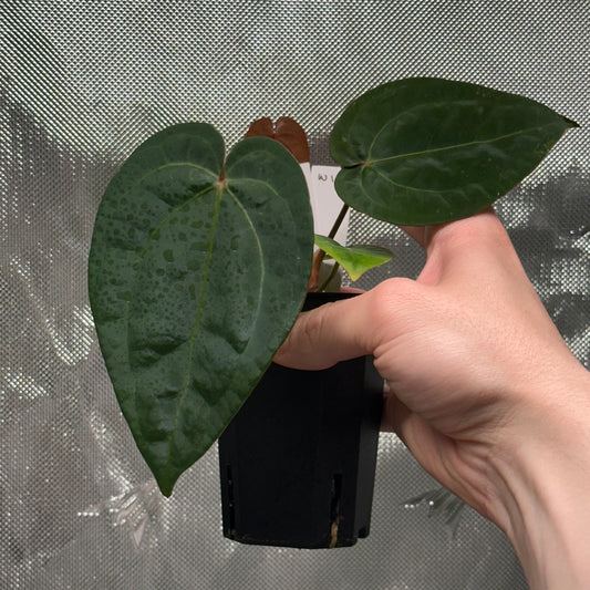 Anthurium 'Hobgoblin' x 'Wonderboy A S1' #1