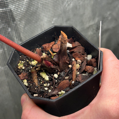Anthurium red crystallinum purple color division from Tezula