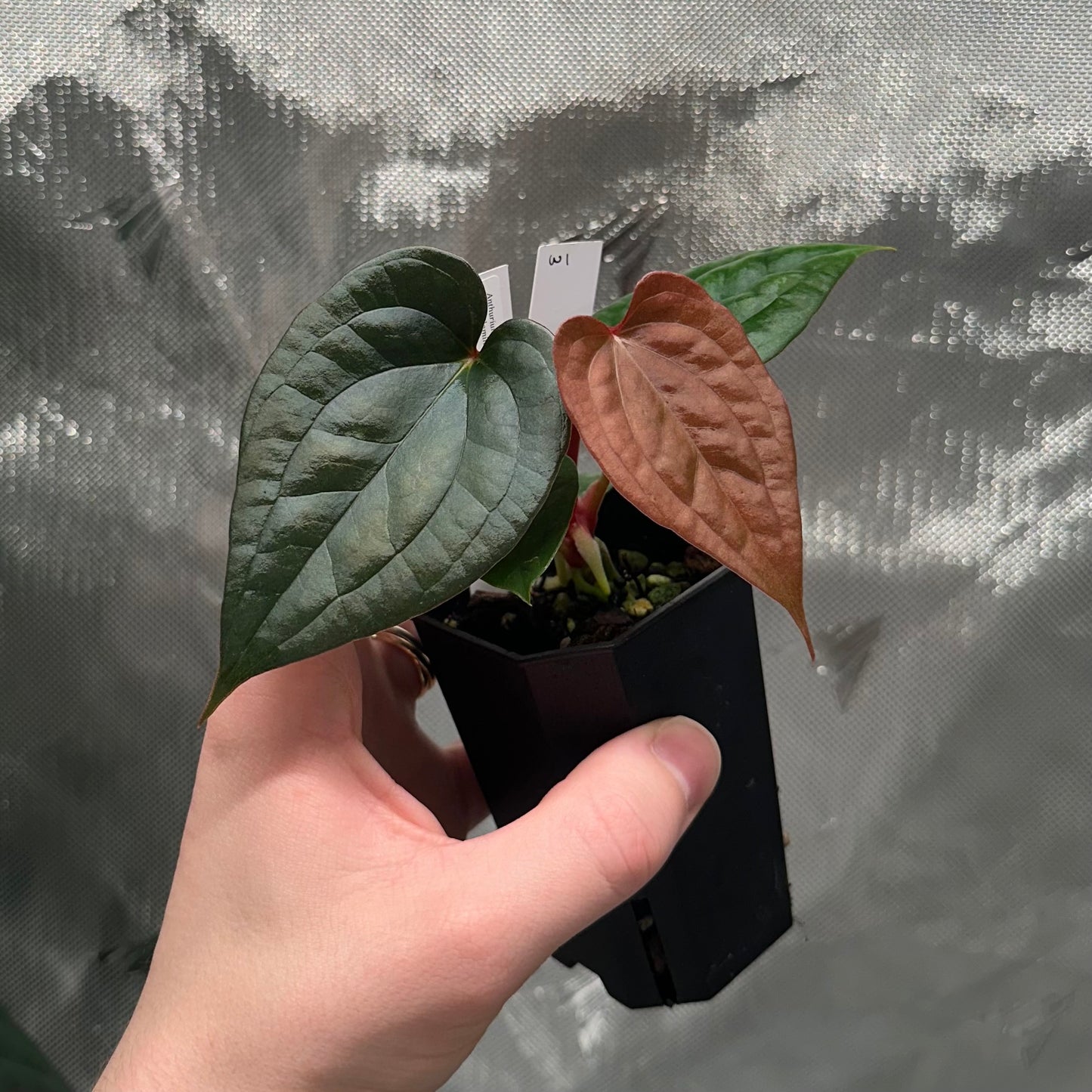 Anthurium luxurians x papillilaminum