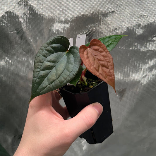Anthurium luxurians x papillilaminum