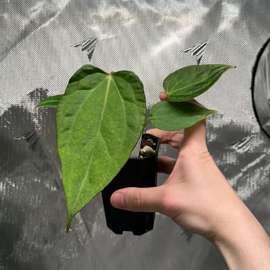 Anthurium Delta Force x self