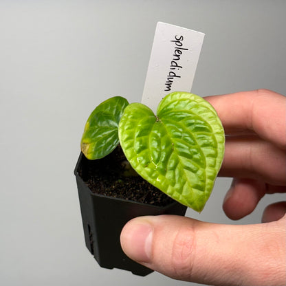 Anthurium splendidum nxc002