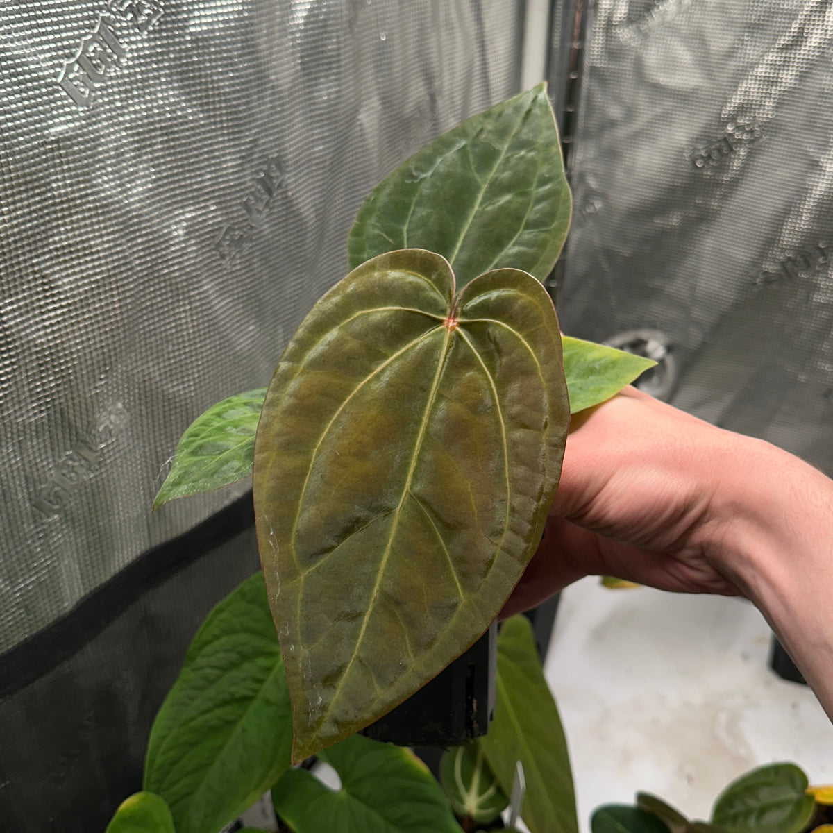 Anthurium 'Hobgoblin' x 'Wonderboy A S1' #1