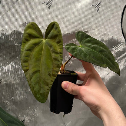 Anthurium papillilaminum (Voldemort S1 x RA6)