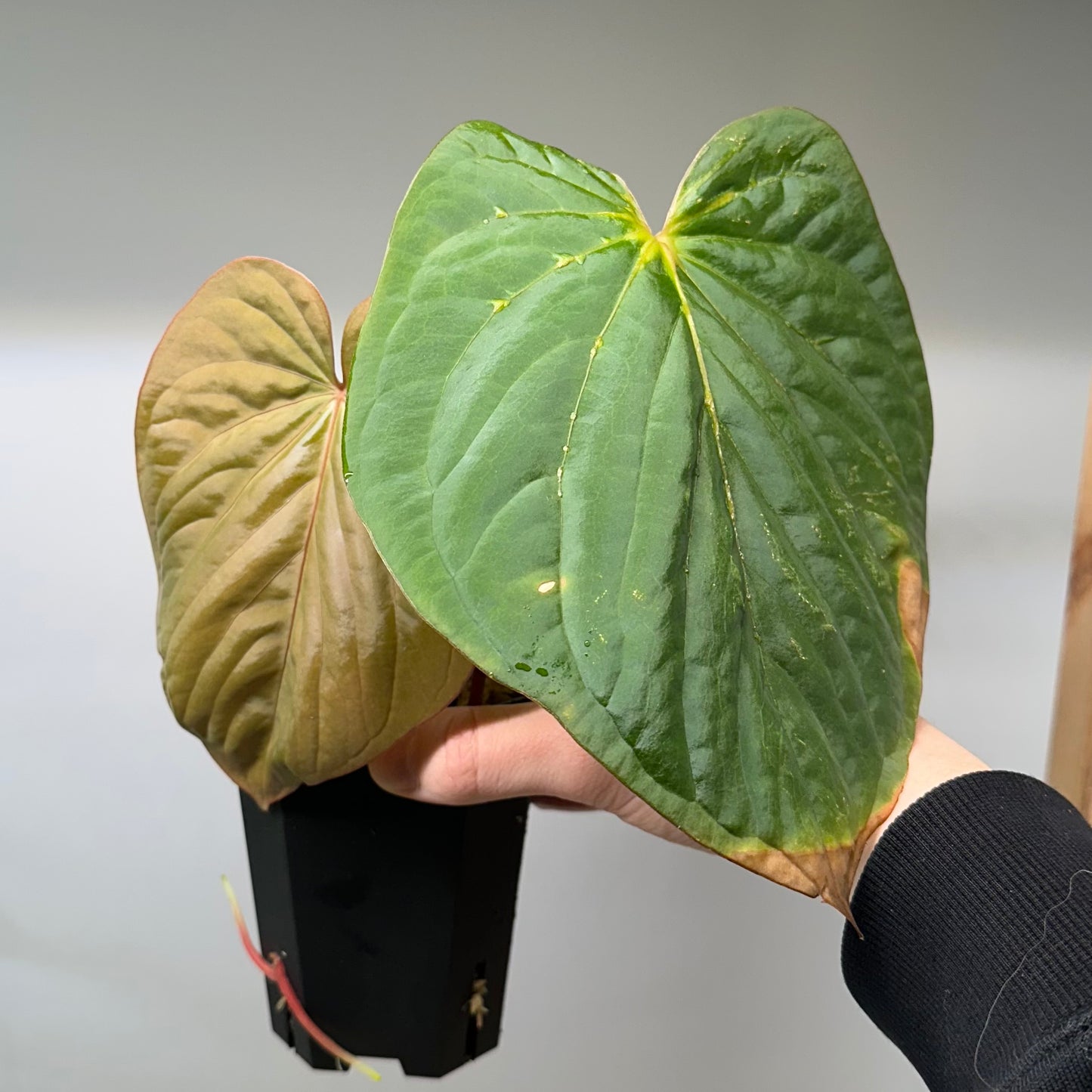 Anthurium kunayalense (PM5xPM3)