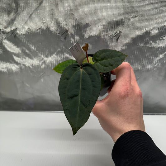 Anthurium 'Hobgoblin' x 'Wonderboy A S1' #2