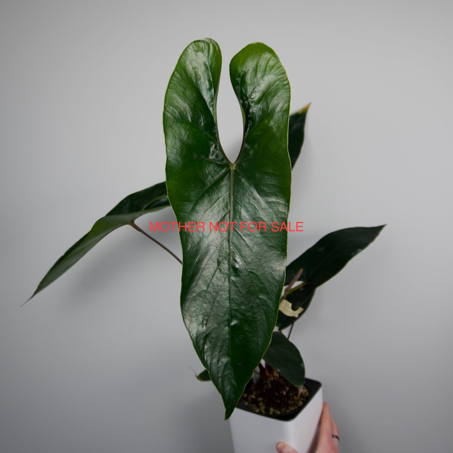 Anthurium papillilaminum 'Fort Sherman S1' x sp. Napo *GROWERS CHOICE*
