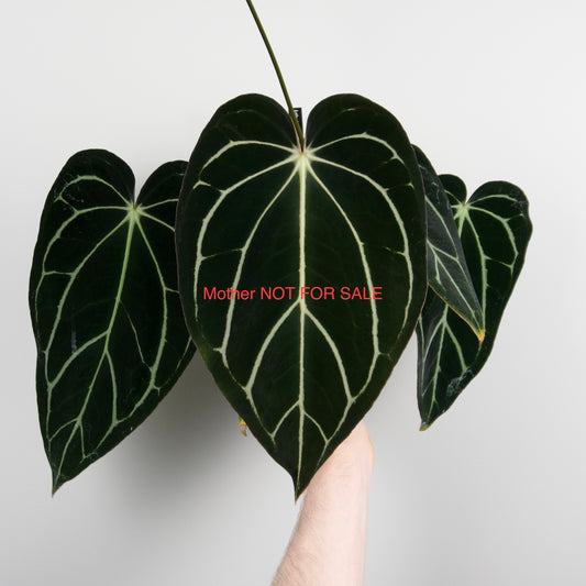 Anthurium papillilaminum 'Voldemort S1' x carlablackiae 'Arachne'