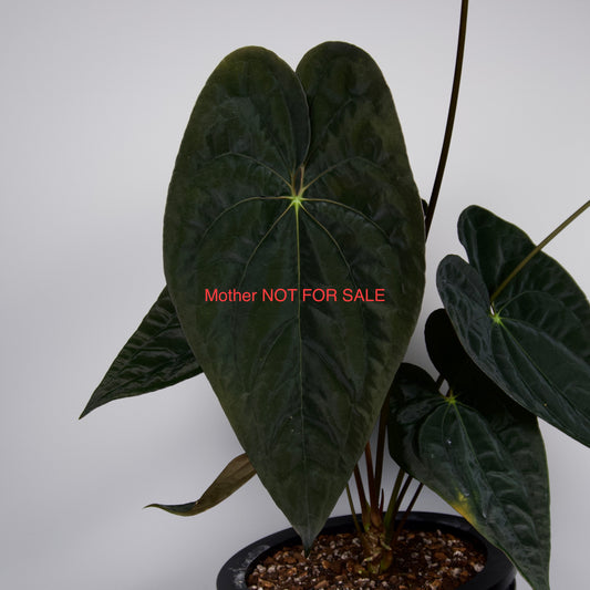 Anthurium papillilaminum (Voldemort S1 x RA6)