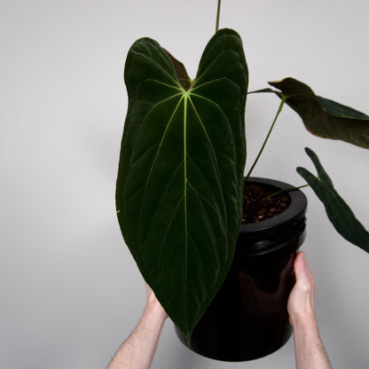 Anthurium papillilaminum "Ree Gardens" clone