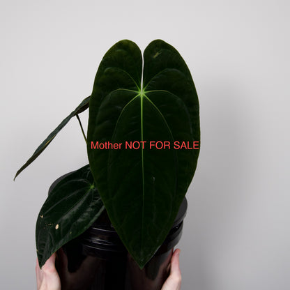 Anthurium sp. Napo x papillilaminum 'RA5 S1' *GROWERS CHOICE*