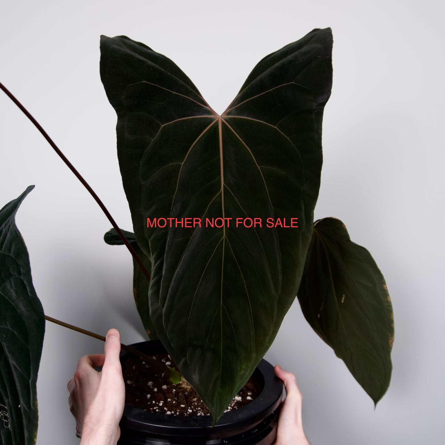 Anthurium besseae aff x papillilaminum 'FS' S1 *GROWERS CHOICE*