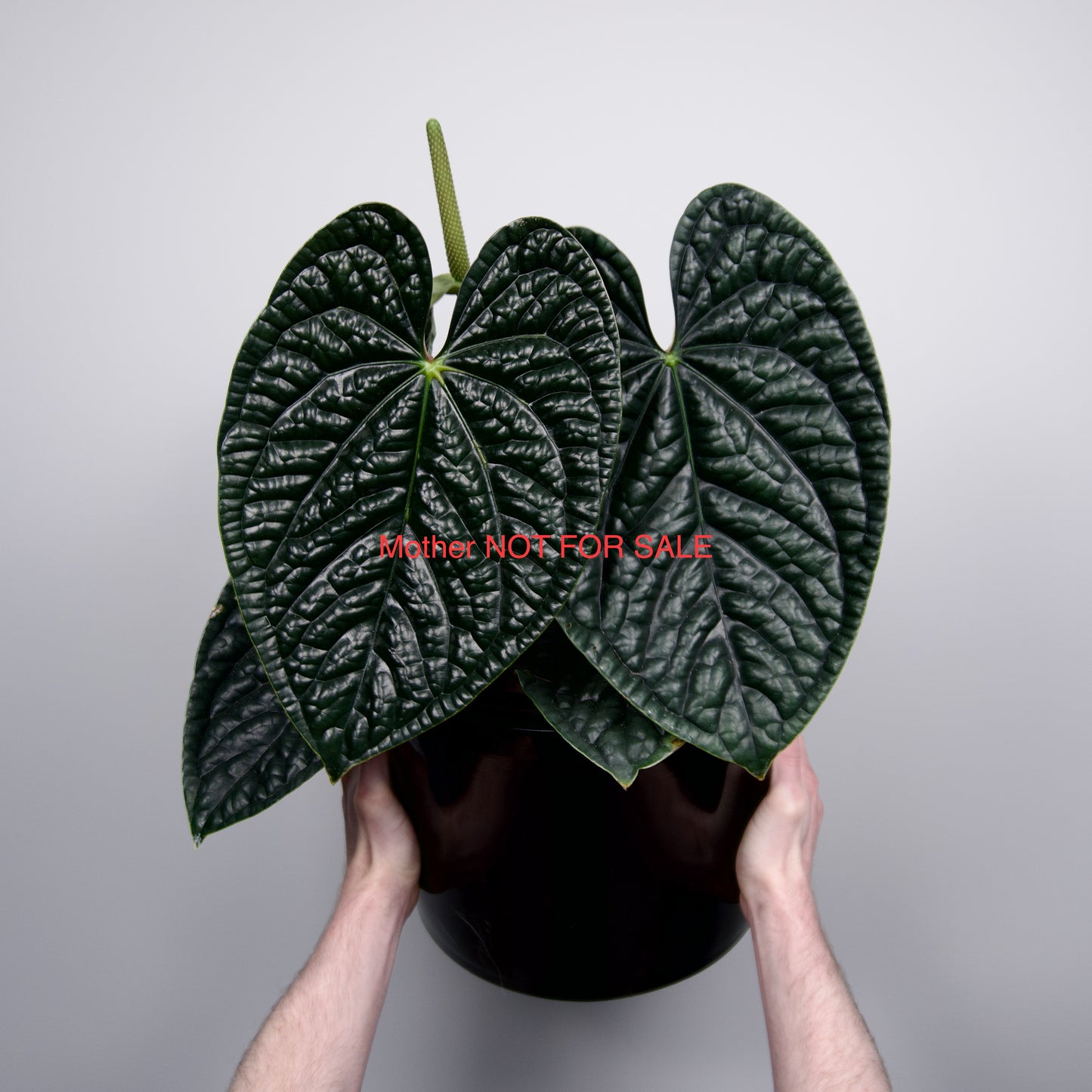 Anthurium papillilaminum 'Long Bullet' x luxurians *GROWERS CHOICE*