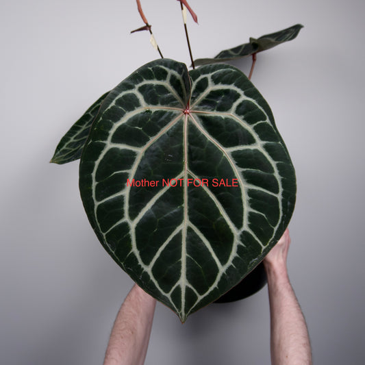 Anthurium 'Wonderboy A S1' x sp. nov. aff. dressleri