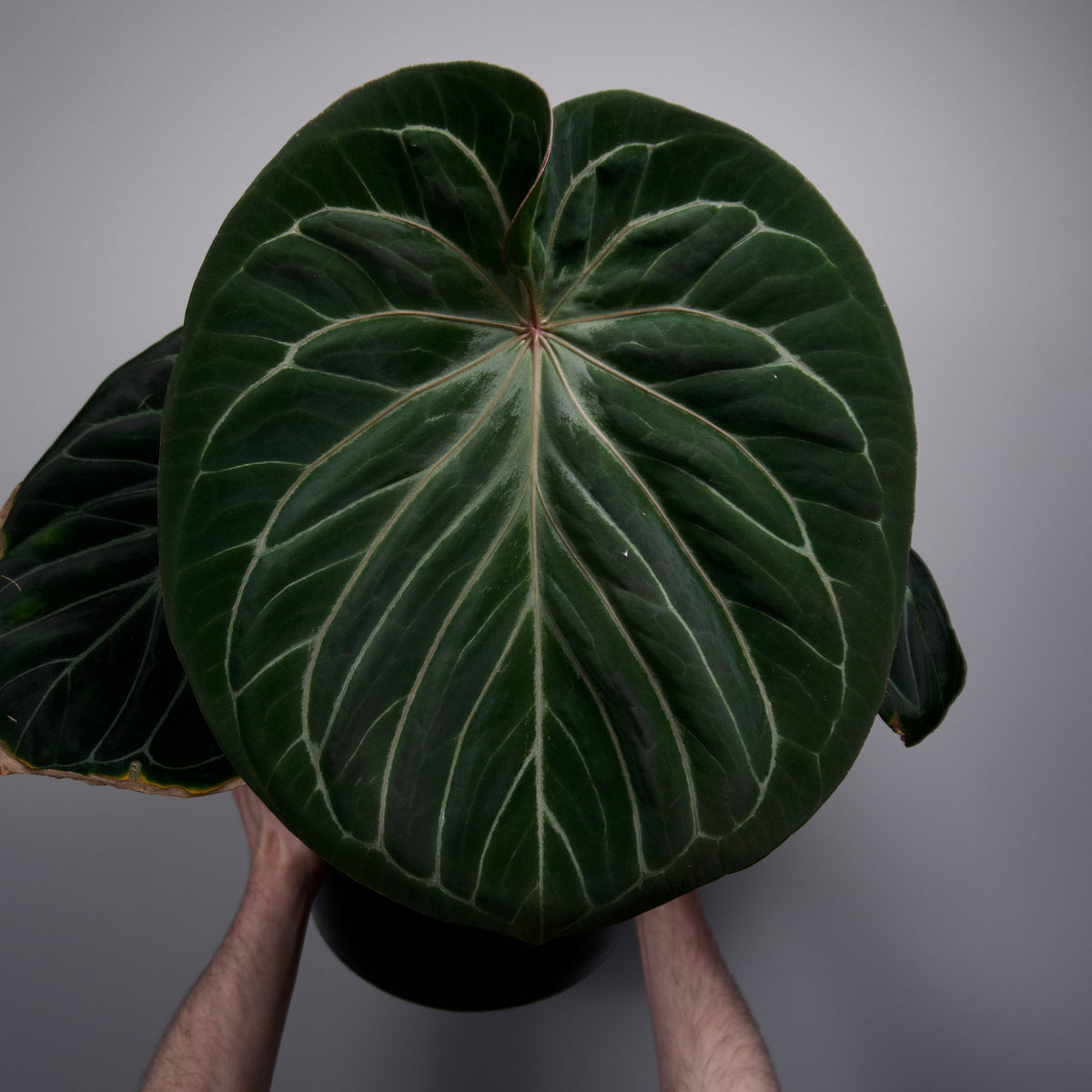 Anthurium Wonderboy A S1 x King of Spades/HU