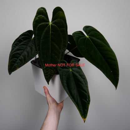 Anthurium papillilaminum (Voldemort S1 x RA6)