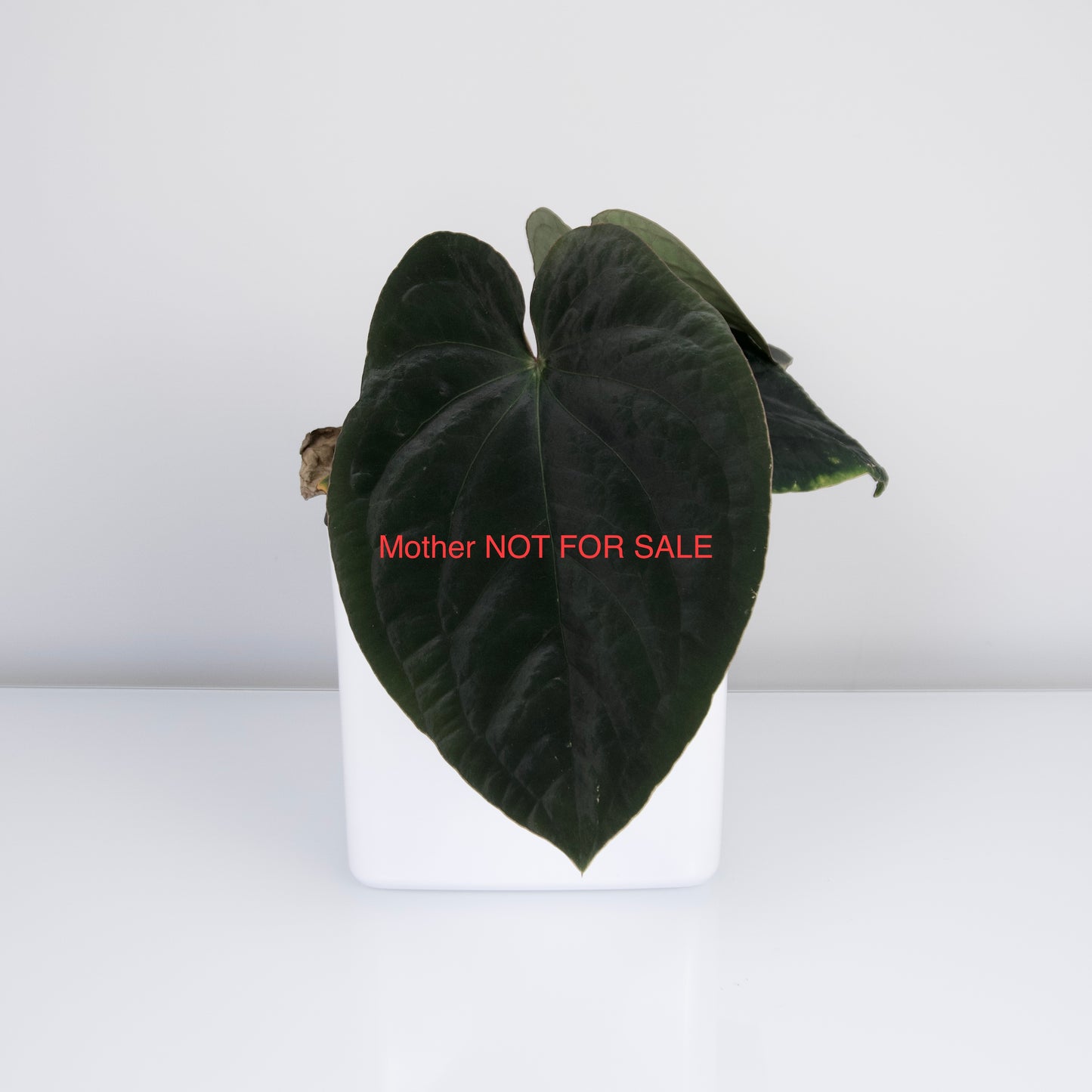 Anthurium 'Wonderboy A S1' x sp. nov. aff. dressleri