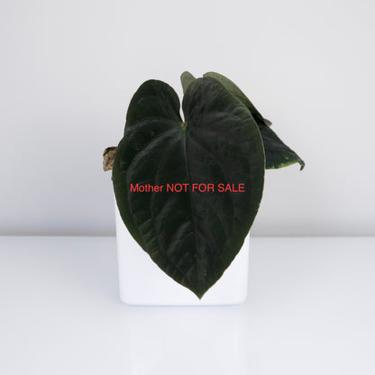 Anthurium 'Wonderboy A S1' x sp. nov. aff. dressleri