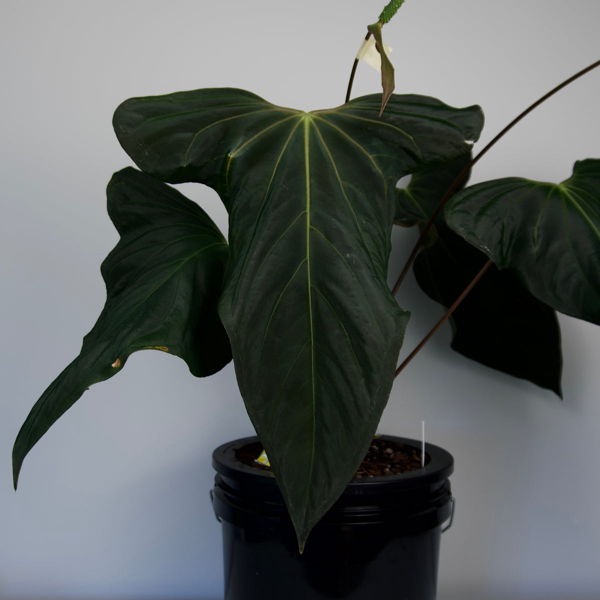 Anthurium papillilaminum 'Ree Gardens' x sp. nov. 'DF'