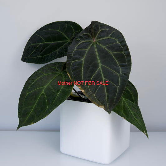 Anthurium sp. "Scott besseae aff" x carlablackiae 'RA6xRA5' *GROWERS CHOICE*