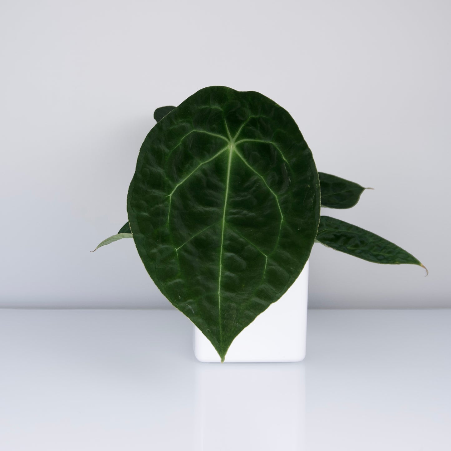 Anthurium forgetii seed 2 pack *GROWERS CHOICE*