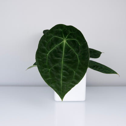 Anthurium forgetii seed 2 pack *GROWERS CHOICE*