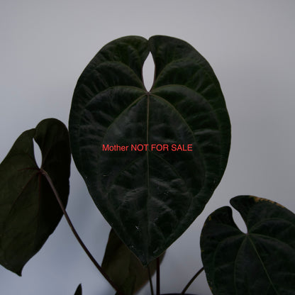 Anthurium 'Ace of Spades' Tezula Dark Form