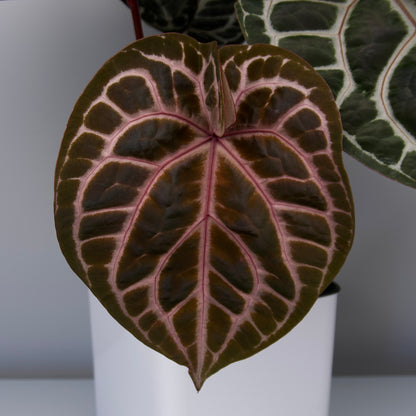 Anthurium red crystallinum purple color division from Tezula