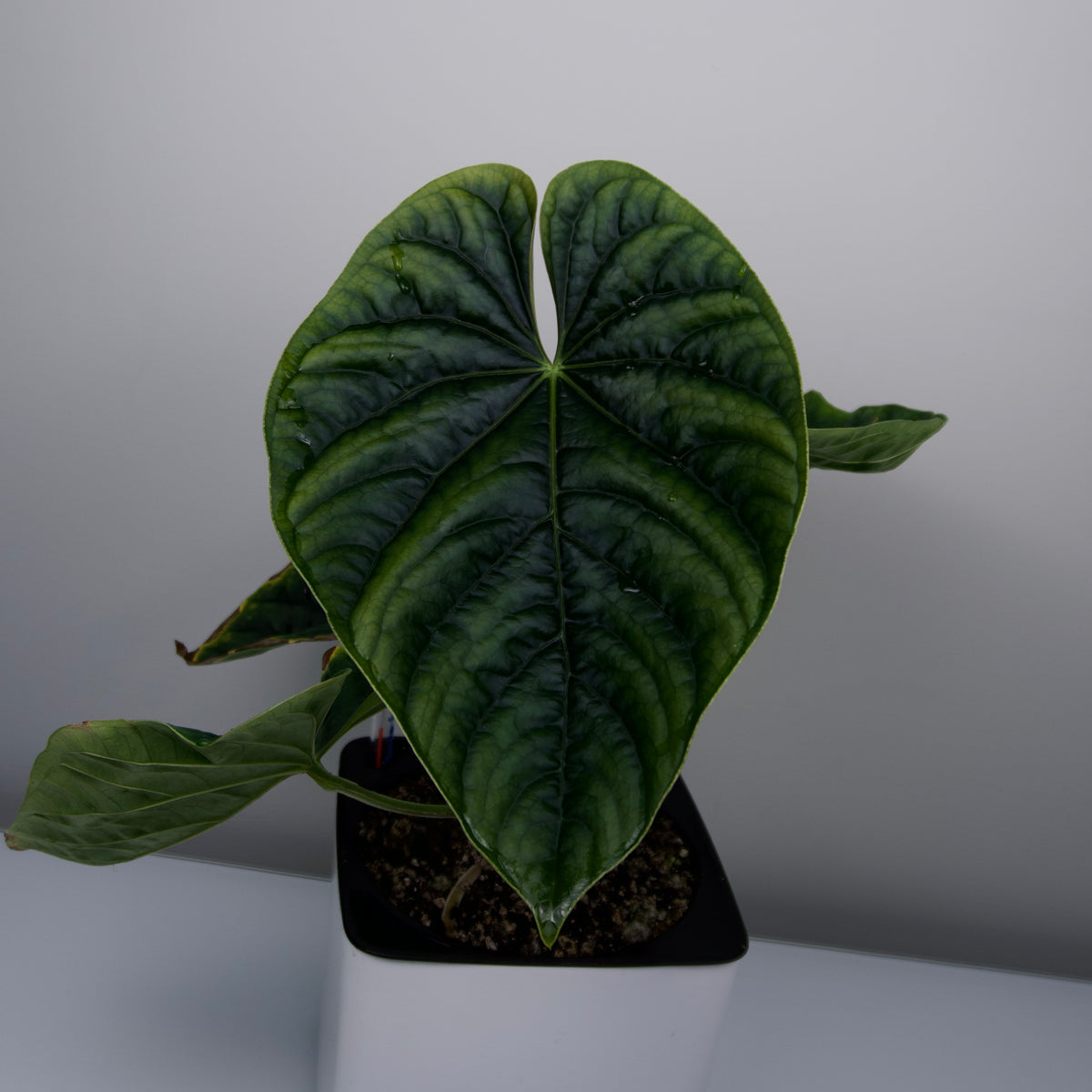 Anthurium aff. besseae x debilis *GROWER'S CHOICE*