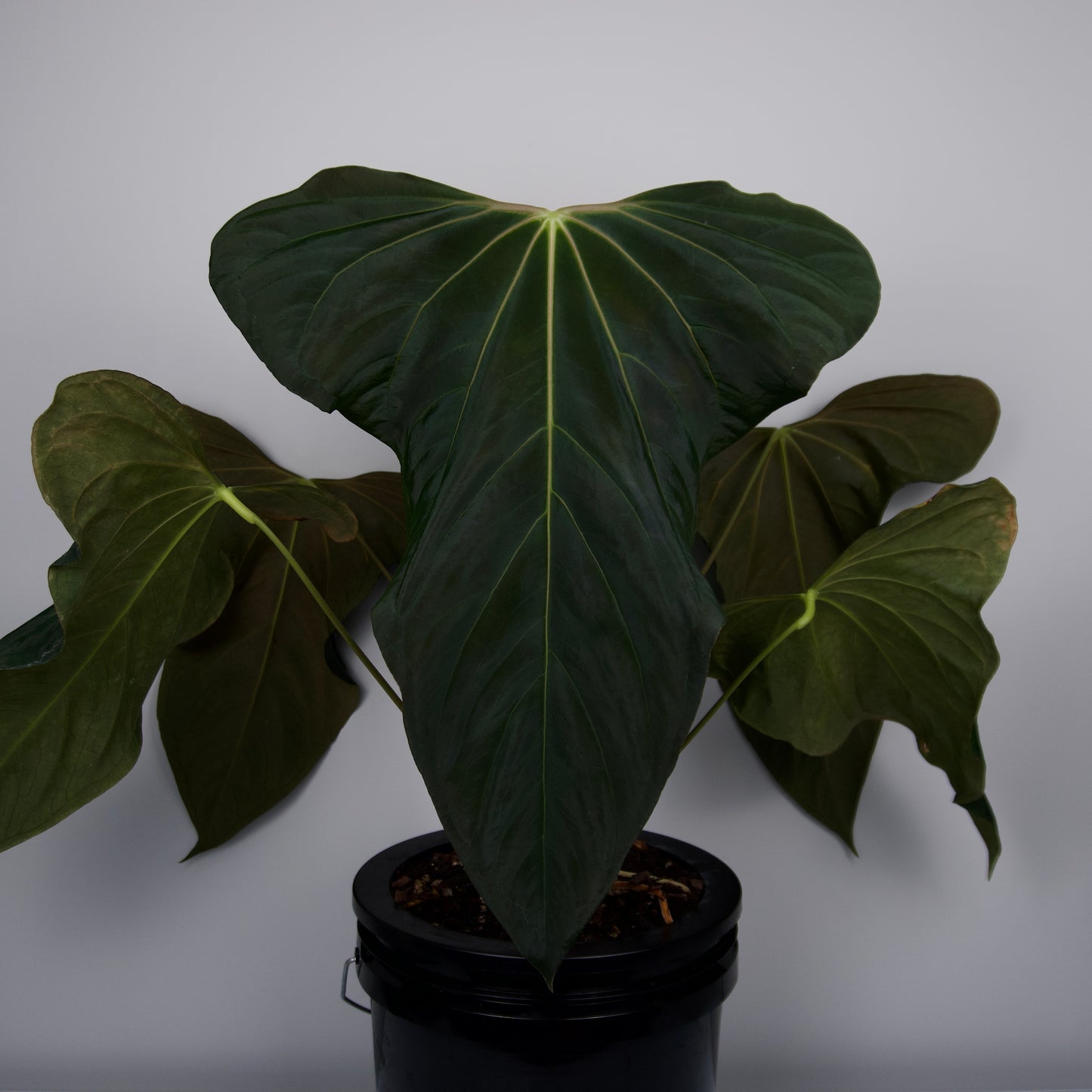 Anthurium sp. nov. 'DF' x Wonderboy A S1 seedling