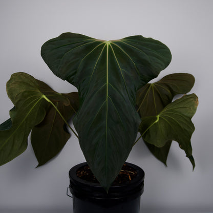 Anthurium sp. nov. 'DF' x Wonderboy A S1 seedling