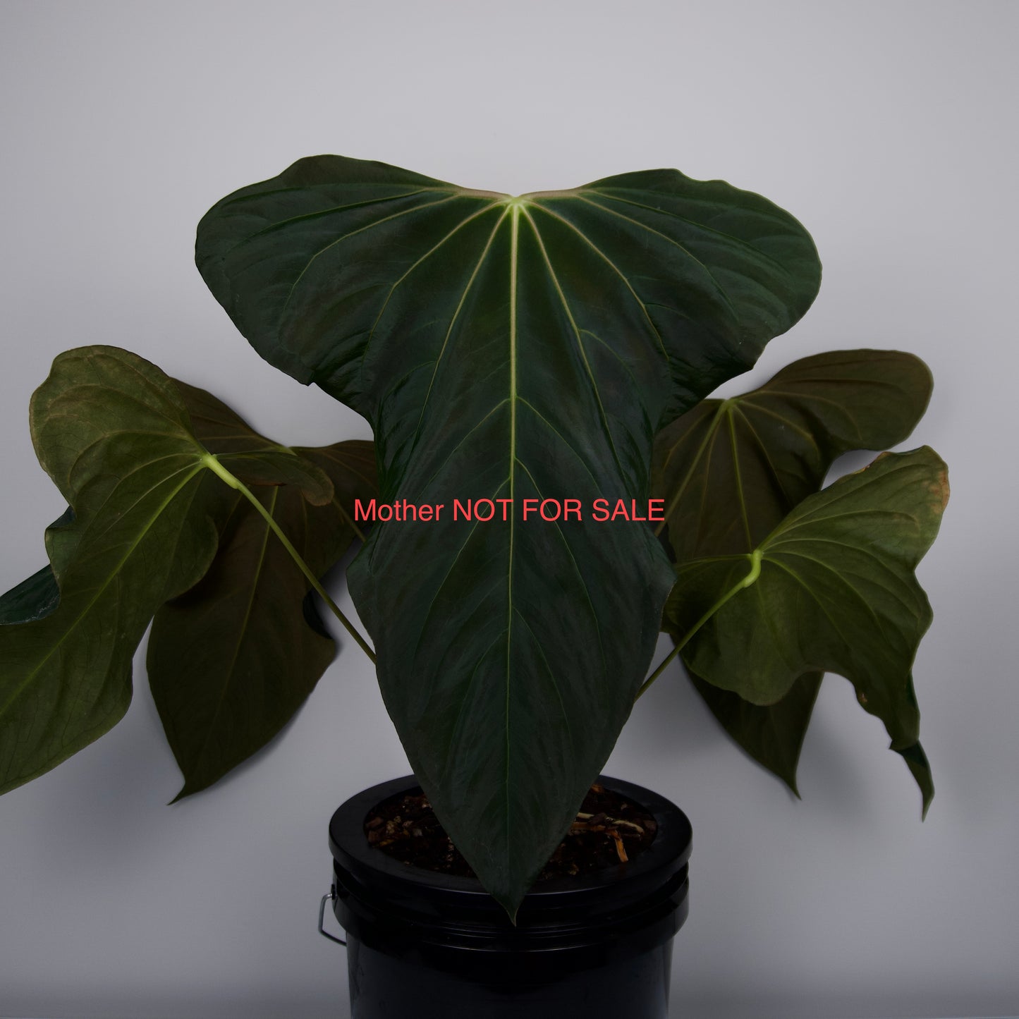 Anthurium besseae aff. x sp. nov. 'DF'