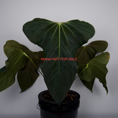 Anthurium besseae aff. x sp. nov. 'DF'