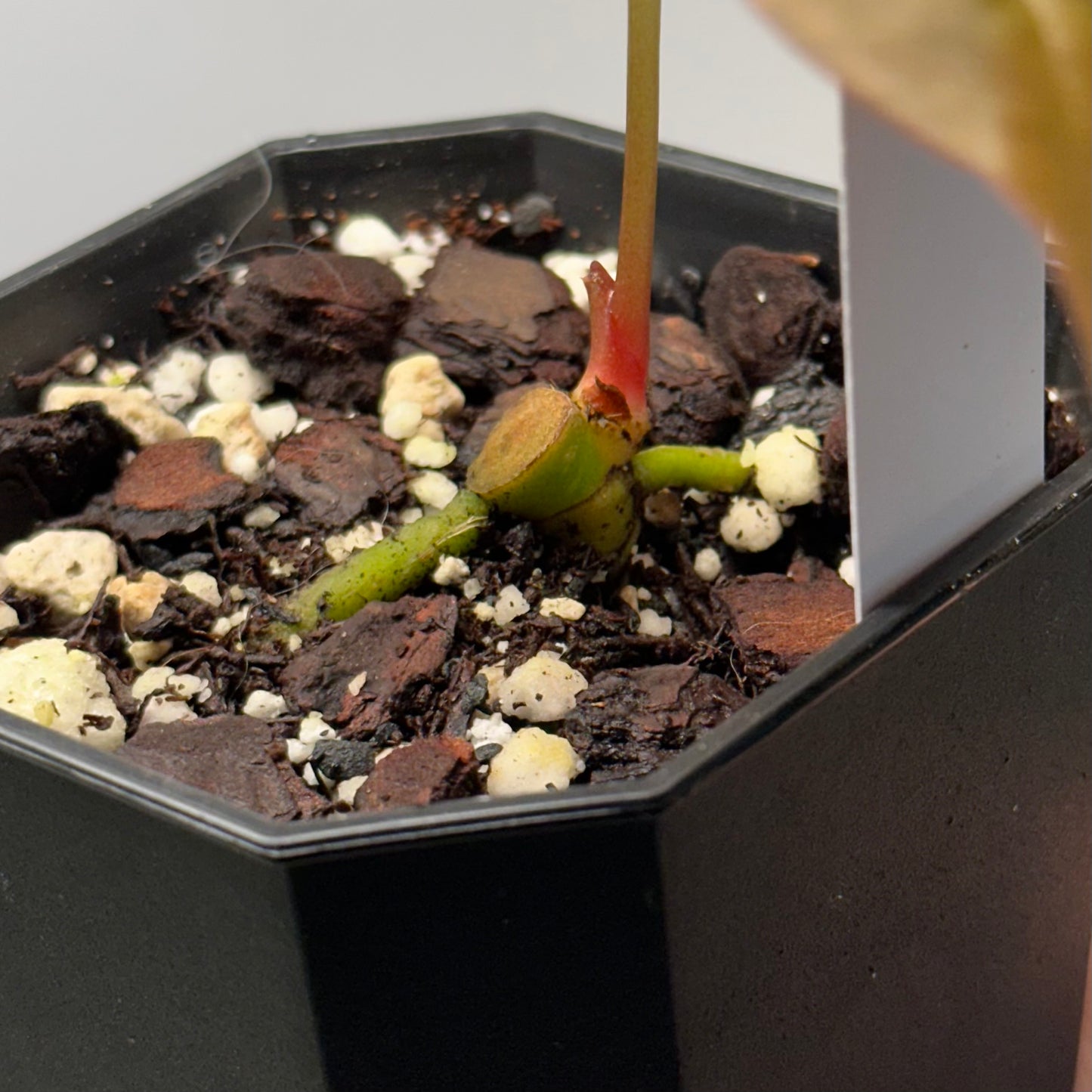 Anthurium portillae ‘NSE’ clone