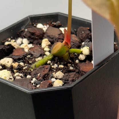 Anthurium portillae ‘NSE’ clone